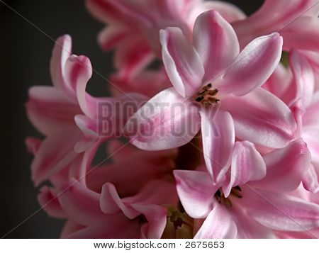 Pink Hyacinth