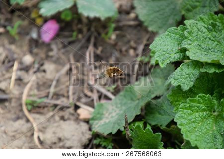 He Flies Bombyliidae Above The Ground In The Grass.