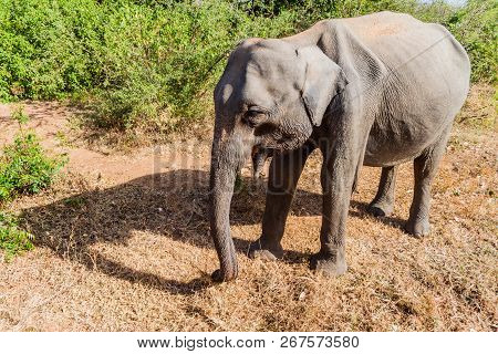 Wild Sri Lankan Elephant Elephas Maximus Maximus In Udawalawe National Park, Sri Lanka