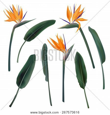 Strelitzia Reginae Flower Vector Illustration Collection Isolated On White. Green Leaves, Orange And