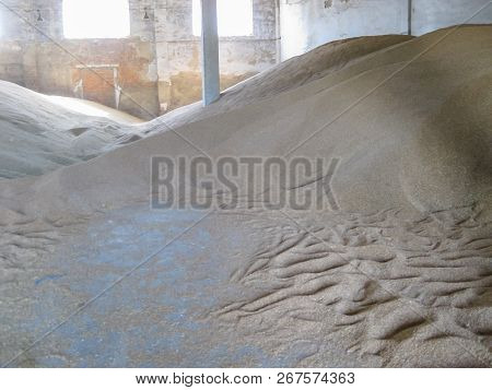 Heap Of Grains Of Barley And Wheat In Stock. Storage Of Grain Crop Before Delivery To The Consumer.