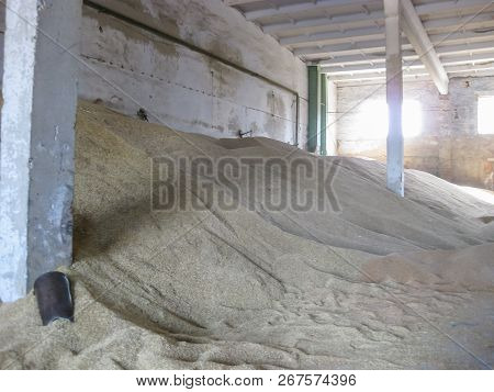 Heap Of Grains Of Barley And Wheat In Stock. Storage Of Grain Crop Before Delivery To The Consumer.