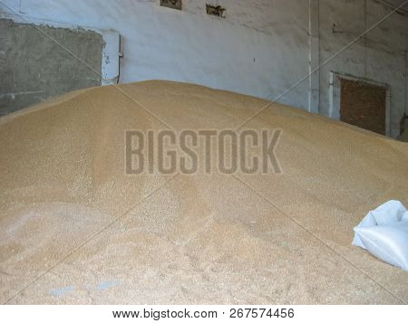 Heap Of Grains Of Barley And Wheat In Stock. Storage Of Grain Crop Before Delivery To The Consumer.