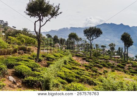 Tea Plantations In Mountains Near Haputale, Sri Lanka
