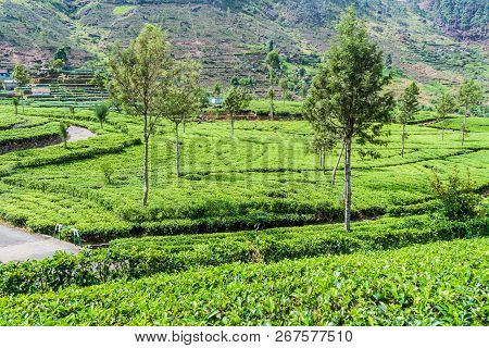 Tea Plantations In Mountains Near Haputale, Sri Lanka