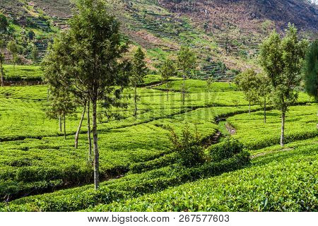 Tea Plantations In Mountains Near Haputale, Sri Lanka