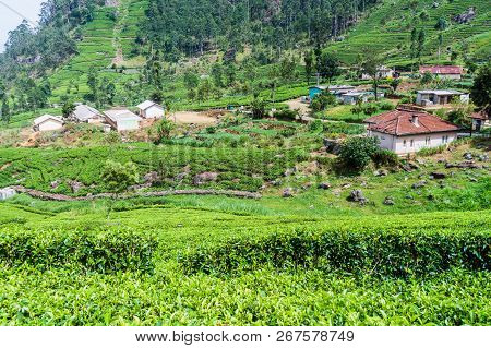 Tea Plantations And A Small Village In Mountains Near Haputale, Sri Lanka