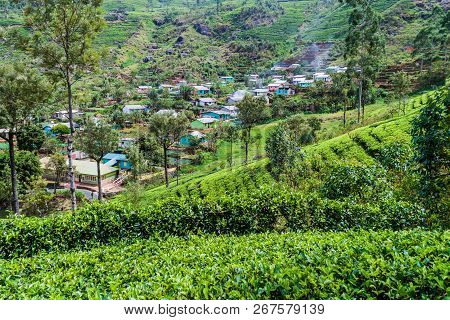 Tea Plantations And A Small Village In Mountains Near Haputale, Sri Lanka