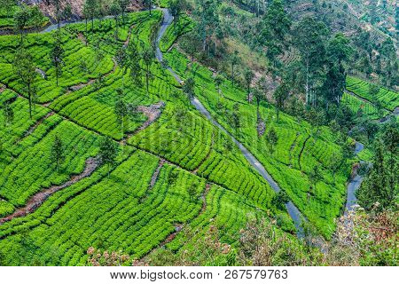 Winding Road And Tea Plantations In Mountains Near Haputale, Sri Lanka