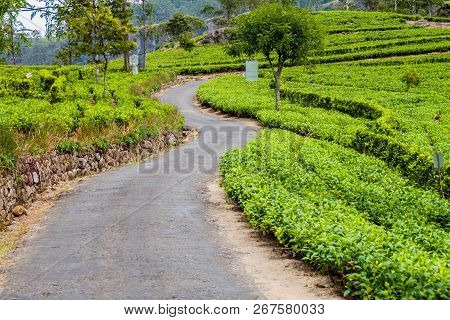 Winding Road In Tea Plantations In Mountains Near Haputale, Sri Lanka