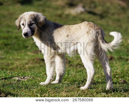 Romanian shepherd dog cub