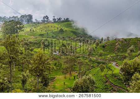 Tea Plantations In Mountains Around Liptons Seat Near Haputale, Sri Lanka