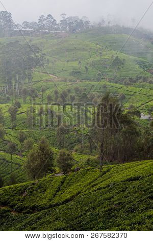 Tea Plantations In Mountains Around Liptons Seat Near Haputale, Sri Lanka