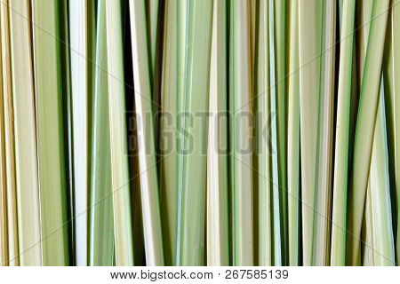 A Row Of Licuala Leaves On Ground Floor For Background Backdrop