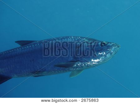 Tarpon