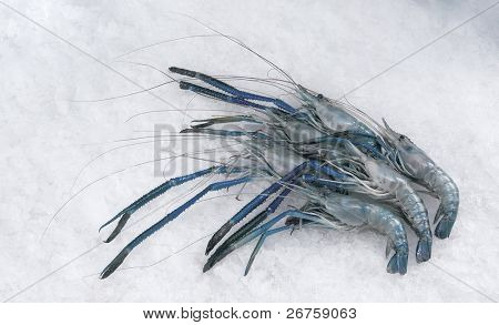 Udang Rosakakadu / Fluss Garnelen auf Eis.