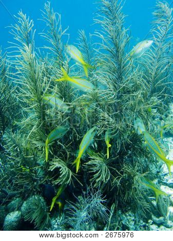 Yellowtail Snappers