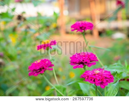 Zinnia Violacea Cav , Beautiful Pink Flowers  In The Garden.