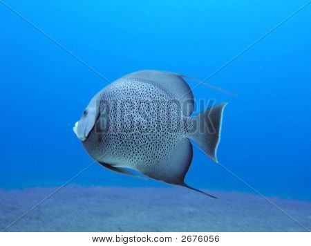 Grijze Angel Fish
