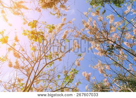 Morning Sun Shines At Wild Himalayan Cherry Blossom With Blue Sky And Sakura Clouds In Thailand.