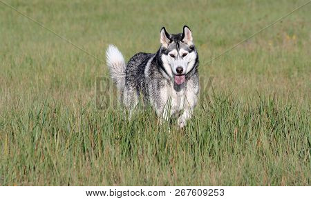 One Adult Dog Breed Alaskan Malamute Breed Stands In A Field With High Green And Yellow Grass In Aut