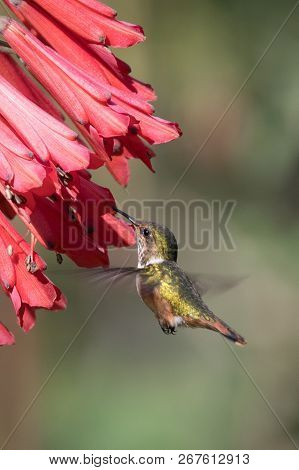Hummingbird(trochilidae)flying Gems Ecuador Costa Rica South America