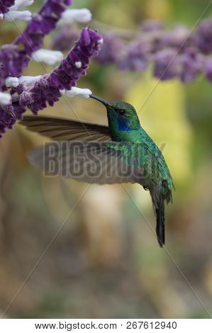 Hummingbird(trochilidae)flying Gems Ecuador Costa Rica South America