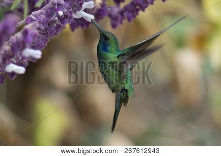 Hummingbird(trochilidae)flying Gems Ecuador Costa Rica South America