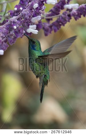 Hummingbird(trochilidae)flying Gems Ecuador Costa Rica South America