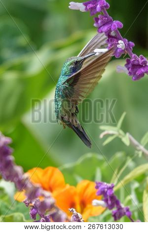 Hummingbird(trochilidae)flying Gems Ecuador Costa Rica South America