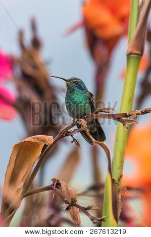 Hummingbird(trochilidae)flying Gems Ecuador Costa Rica South America