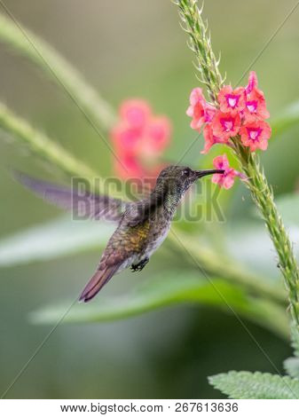 Hummingbird(trochilidae)flying Gems Ecuador Costa Rica South America