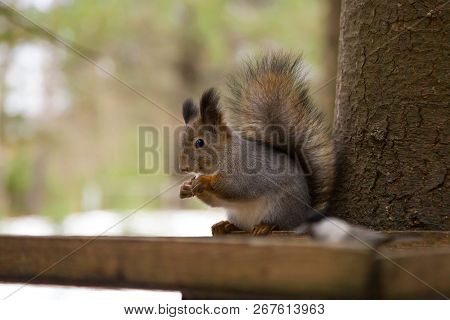 Cute Red Squirrrel Sitting On A Feeder And Eating Seeds In Winter Forest