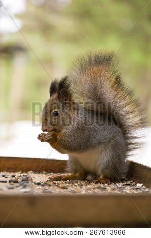 Cute Red Squirrrel Sitting On A Feeder And Feeding Seeds In Winter Forest, Vertical