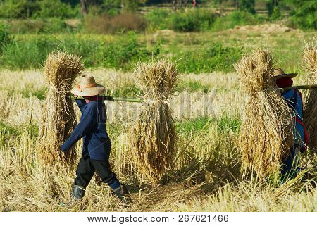 Chiang Mai, Thailand - November 15, 2008: Unidentified People Of Chan Hill Tribe Harvest Rice In Chi