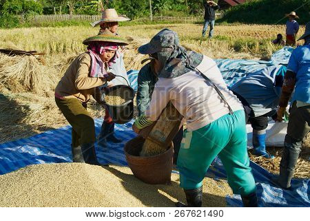 Chiang Mai, Thailand - November 15, 2008: Unidentified People Of Chan Hill Tribe Harvest Rice In Chi