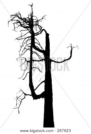 Albero morto