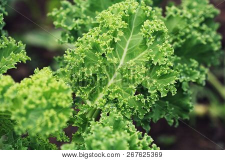 Young Kale Growing In The Vegetable Garden