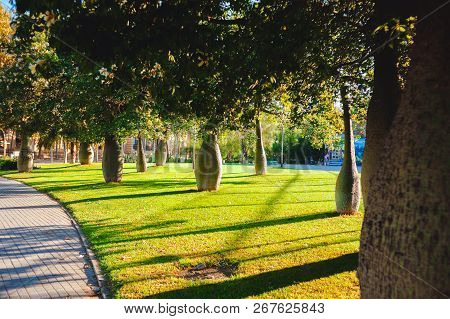 Palo Borracho Tree On A Green Lawn In The Port Of Barcelona At Sunset
