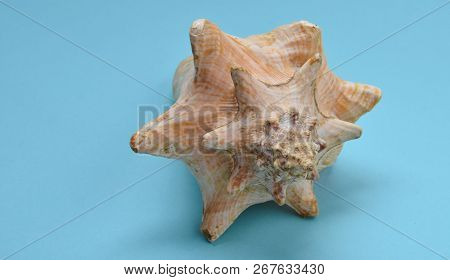 A Large Ocean Shell On A Blue Background.