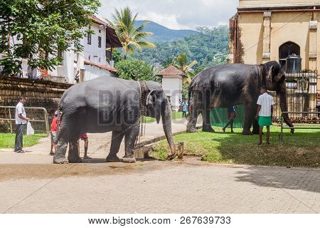 Kandy, Sri Lanka - July 19, 2016: Elephants In The Streets Of Kandy During Poya Full Moon Holiday.