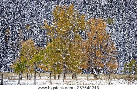Fall Colors Kananaskis Contrast First Snowfall Aberta