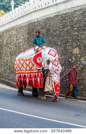 Kandy, Sri Lanka - July 19, 2016: Decorated Elephant On A Street Of Kandy During Poya Full Moon Holi