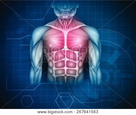 Muscles Of The Human Body, Abdomen, Chest And Arms, Beautiful Colorful Illustration On An Abstract B