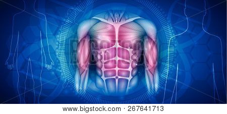 Muscles Of The Human Body, Abdomen, Chest And Arms, Beautiful Colorful Illustration On An Abstract B