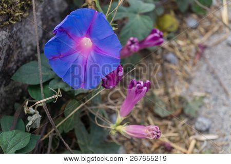 The Climbing Plant Ipomoea At The Coast Of Algarve In Portugal