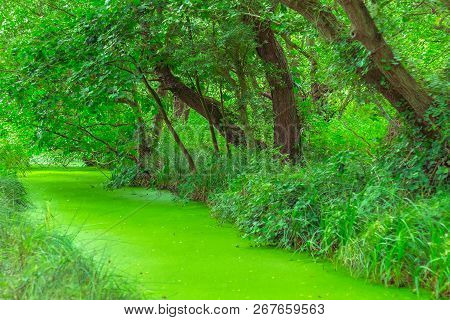 Minsmere River Covered By Green Duckweed In The English County Of Suffolk