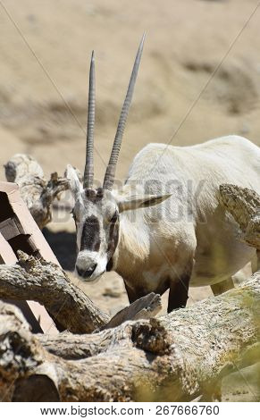 Sunny Day With An Arabian Oryx Standing In The Sunshine.