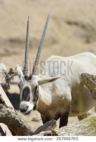 Long Spindle Straight Horns On An Arabian Oryx.