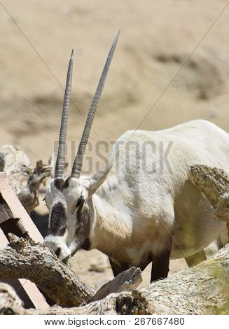 Arabian Oryx Are Part Of The Antelope Family.